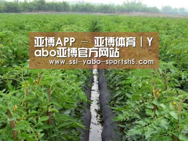 种植基地三